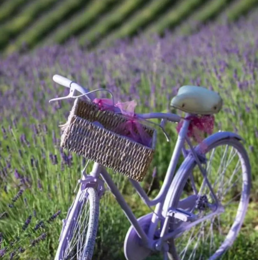 La Lavanda Di Poppi Mini Appartamento “Angustifolia “ 0*,  Italy