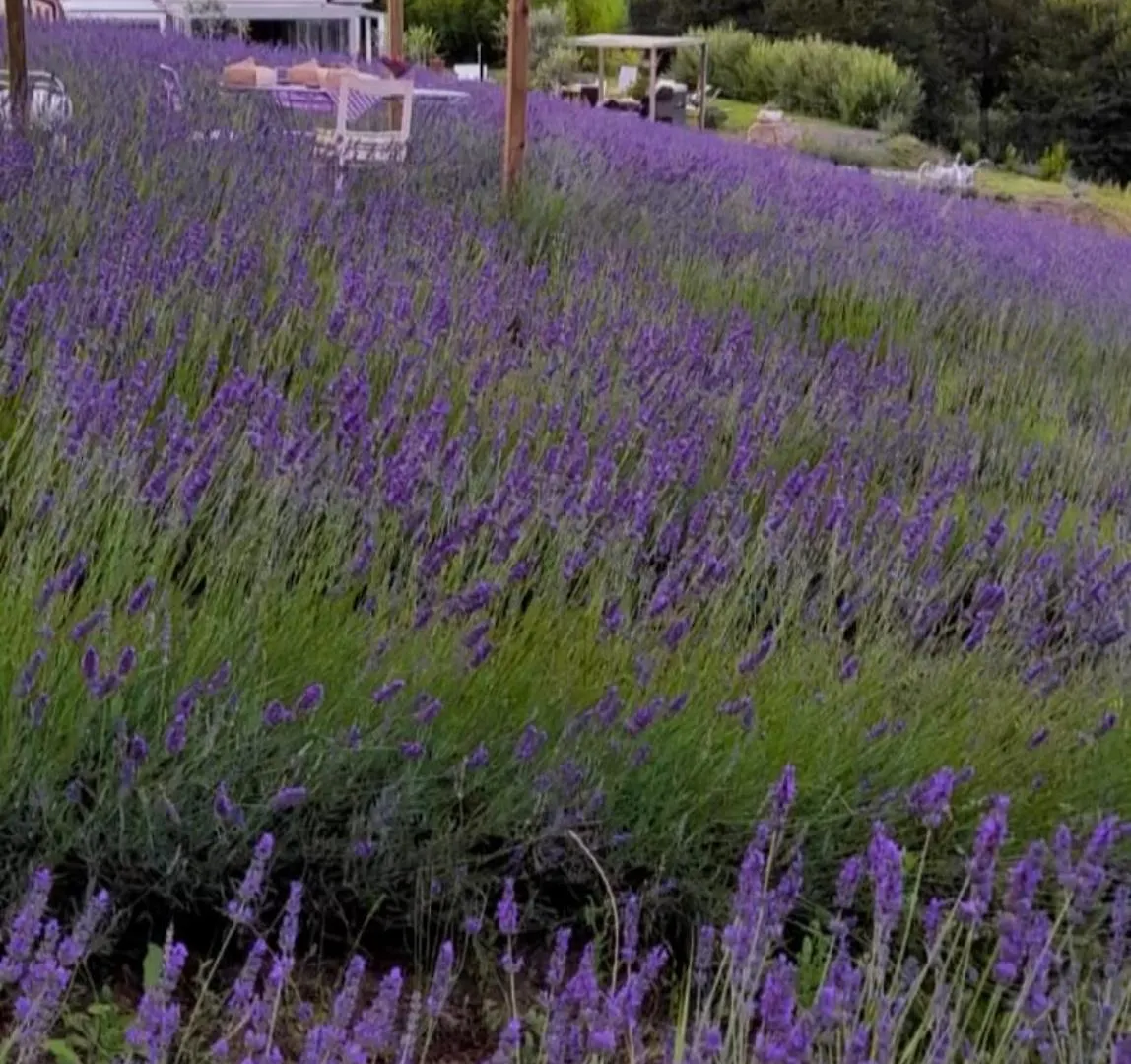 La Lavanda Di Poppi Mini Appartamento “Angustifolia “ Farm stay