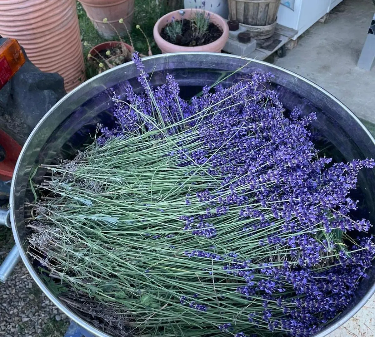 La Lavanda Di Poppi Mini Appartamento “Angustifolia “ Farm stay