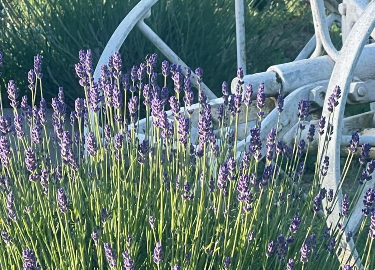 Farm stay La Lavanda Di Poppi Mini Appartamento “Angustifolia “